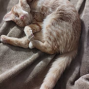 Punkin joined the competition — help win amazing prizes! animal, blanket, cat, cozy, curled_up, cute, domestic_cat, feline, fur, indoor, nap, orange_tabby, paw, pet, relaxed, resting, sleeping, soft_texture, tail, whiskers
