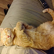 Punkin joined the competition — help win amazing prizes! cat, orange_tabby, sleeping, cozy, couch, indoor, pet, fur, relaxation, paws, whiskers, domestic_cat, resting, cute, animal, feline, closeup, home, nap, soft