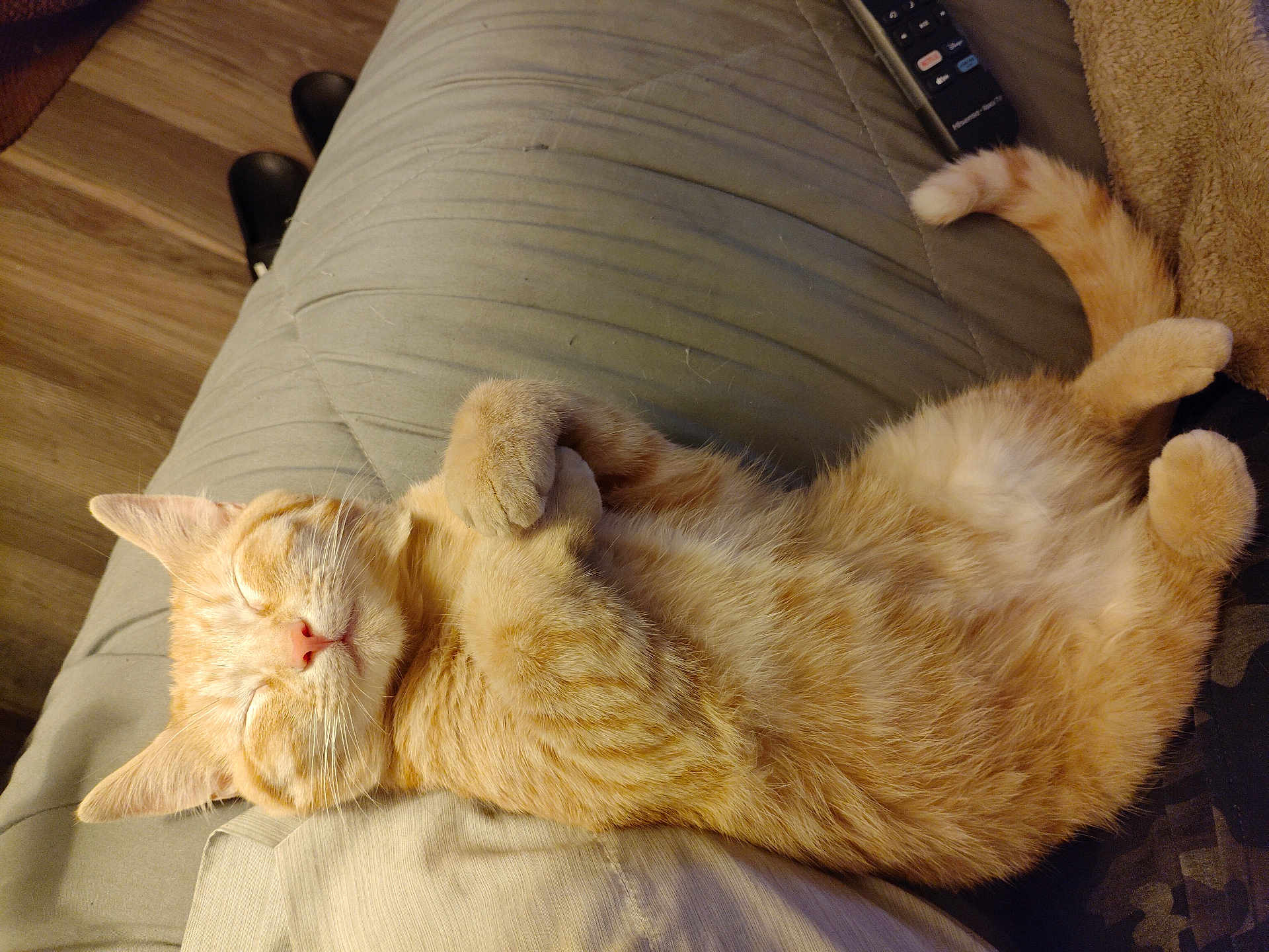 Punkin joined the competition — help win amazing prizes! cat, orange_tabby, sleeping, cozy, couch, indoor, pet, fur, relaxation, paws, whiskers, domestic_cat, resting, cute, animal, feline, closeup, home, nap, soft