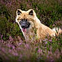 Aslan participe au concours pour gagner de l'argent avec cette photo : dog, animal, canine, fluffy, tongue_out, nature, flowers, purple_flowers, greenery, outdoor, grass, pet, fur, happy, sitting, close_up, wildlife, portrait, smiling, peaceful