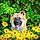 Aslan