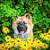 Aslan