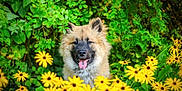 Aslan participe au concours pour gagner de l'argent avec cette photo : dog, flower, yellow_flower, green_leaves, outdoor, nature, happy, tongue_out, fluffy, pet, animal, summer, garden, plants, canine, flora, bloom, bright, sunlight, portrait