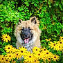dog, flower, yellow_flower, green_leaves, outdoor, nature, happy, tongue_out, fluffy, pet, animal, summer, garden, plants, canine, flora, bloom, bright, sunlight, portrait