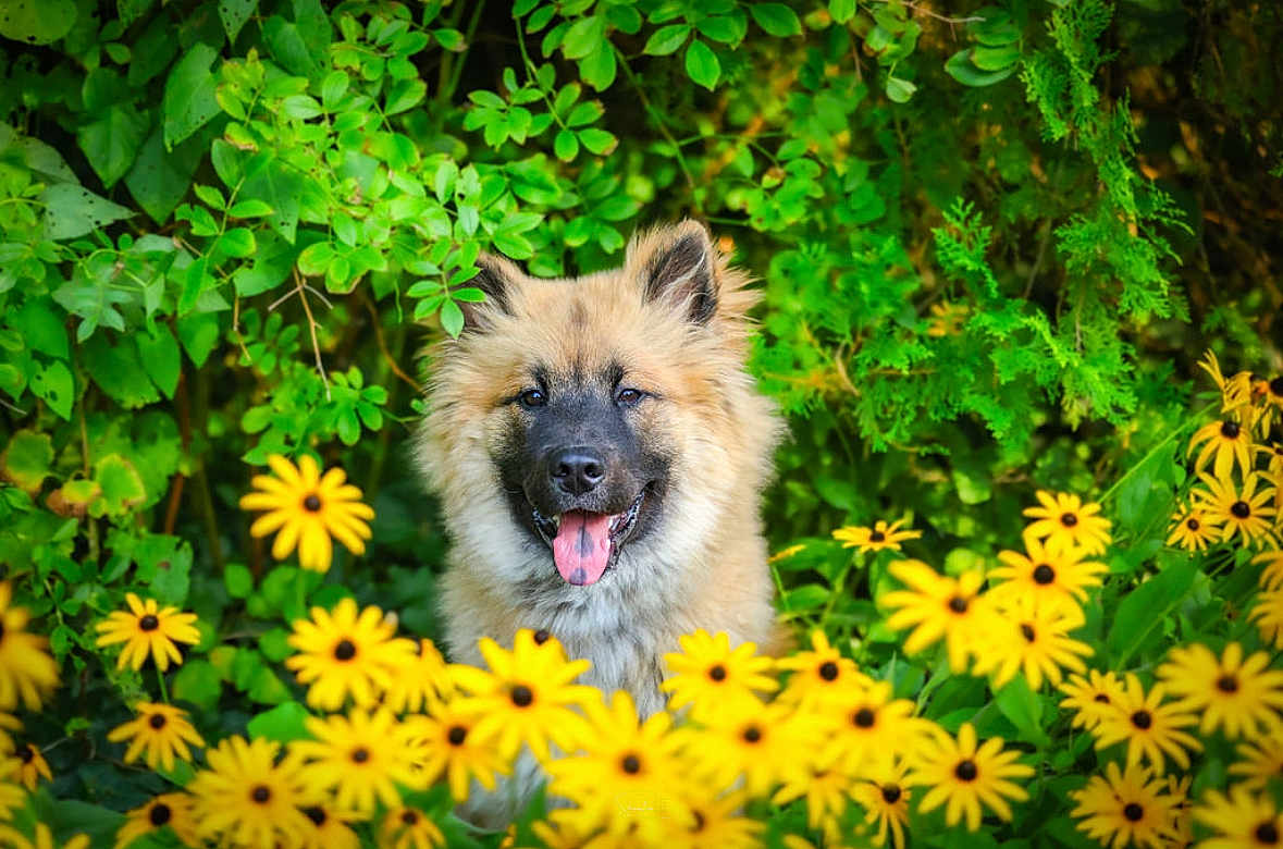 Aslan participe au concours pour gagner de l'argent avec cette photo : dog, flower, yellow_flower, green_leaves, outdoor, nature, happy, tongue_out, fluffy, pet, animal, summer, garden, plants, canine, flora, bloom, bright, sunlight, portrait