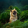 Aslan participe au concours pour gagner de l'argent avec cette photo : dog, canine, outdoor, nature, forest, greenery, ferns, animal, fluffy, portrait, happy, tongue_out, wildlife, mammal, pet, sitting, leaf, plant, natural_light, scenic