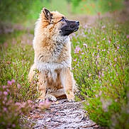 Aslan participe au concours pour gagner de l'argent avec cette photo : dog, nature, outdoor, flower, path, greenery, fluffy, animal, pet, sitting, blue_eye, curious, forest, wildlife, canine, portrait, summer, daylight, fur, snout