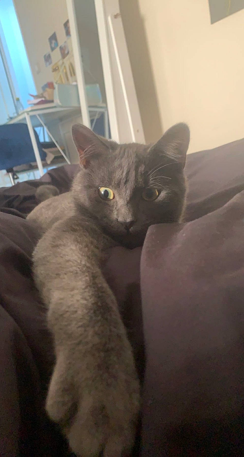 Stark participe au concours pour gagner de l'argent avec cette photo : carnivore, cat, cat_supply, claw, comfort, domestic_short_haired_cat, fawn, felidae, fur, grey, mammal, nap, paw, russian_blue, small_to_medium_sized_cats, tail, terrestrial_animal, vertebrate, whiskers, window