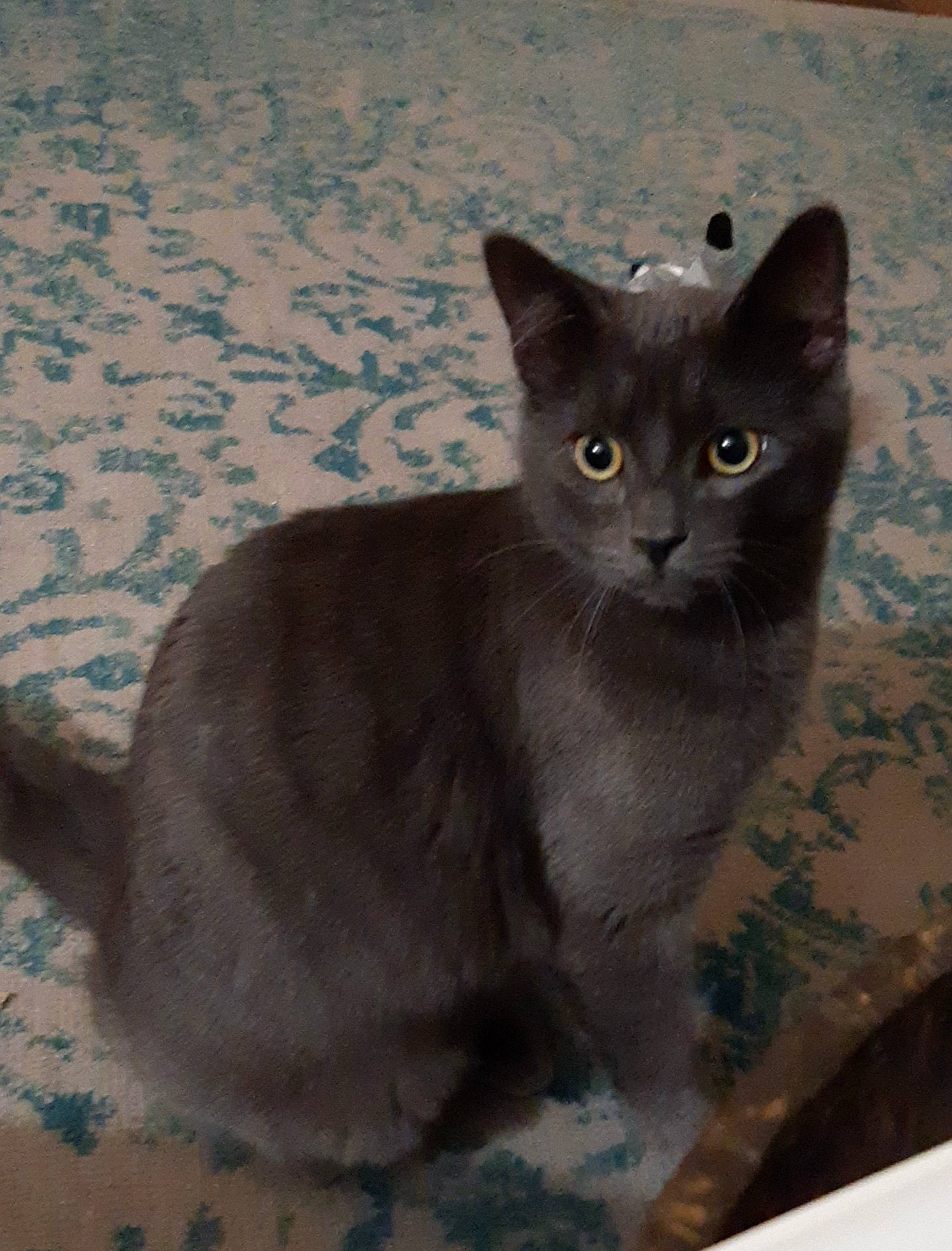 Stark participe au concours pour gagner de l'argent avec cette photo : carnivore, cat, domestic_short_haired_cat, felidae, grey, russian_blue, small_to_medium_sized_cats, snout, whiskers