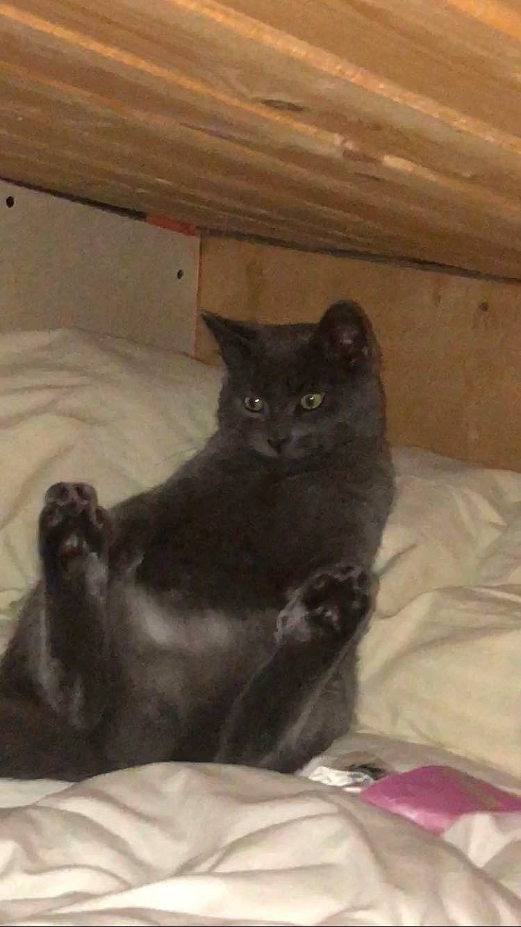 Stark a rejoint le concours — aidez-le/la à gagner de superbes lots ! black_cat, brown, carnivore, cat, claw, comfort, domestic_short_haired_cat, fawn, felidae, fur, grey, hardwood, mammal, small_to_medium_sized_cats, snout, tail, terrestrial_animal, vertebrate, whiskers, wood