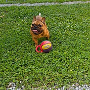 Vico participe au concours pour gagner de l'argent avec cette photo : dog, french_bulldog, grass, toy, basketball, outdoor, garden, playhouse, chair, pet, happy, running, sunlight, greenery, summer, animal, nature, yard, play, excited