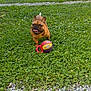 dog, french_bulldog, grass, toy, basketball, outdoor, garden, playhouse, chair, pet, happy, running, sunlight, greenery, summer, animal, nature, yard, play, excited