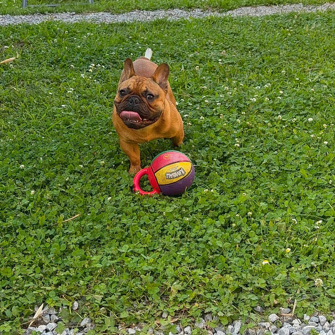 Vico participe au concours pour gagner de l'argent avec cette photo : animal, basketball, chair, dog, excited, french_bulldog, garden, grass, greenery, happy, nature, outdoor, pet, play, playhouse, running, summer, sunlight, toy, yard