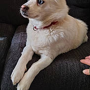 Sophia joined the competition — help win amazing prizes! dog, white_dog, blue_eyes, sitting, couch, indoor, pet, fur, collar, carpet, water_bottle, hand, resting, side_view, texture, domestic, relaxed, animal, home, furniture