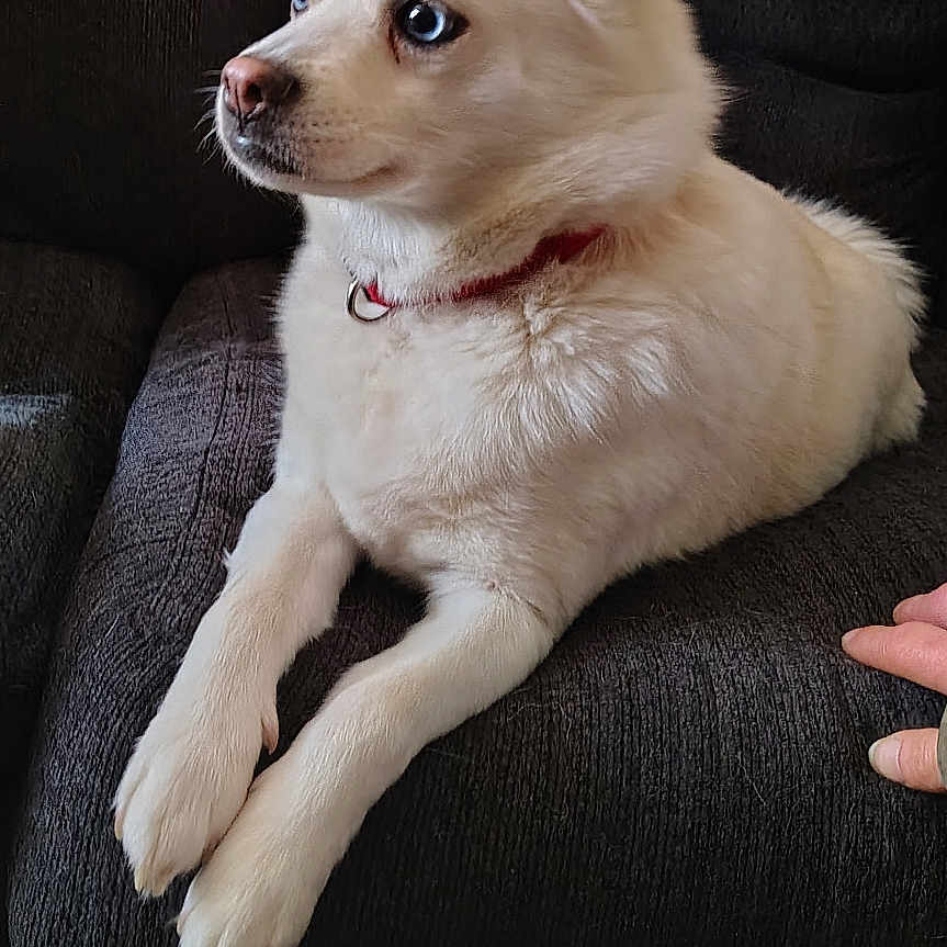 Sophia joined the competition — help win amazing prizes! dog, white_dog, blue_eyes, sitting, couch, indoor, pet, fur, collar, carpet, water_bottle, hand, resting, side_view, texture, domestic, relaxed, animal, home, furniture