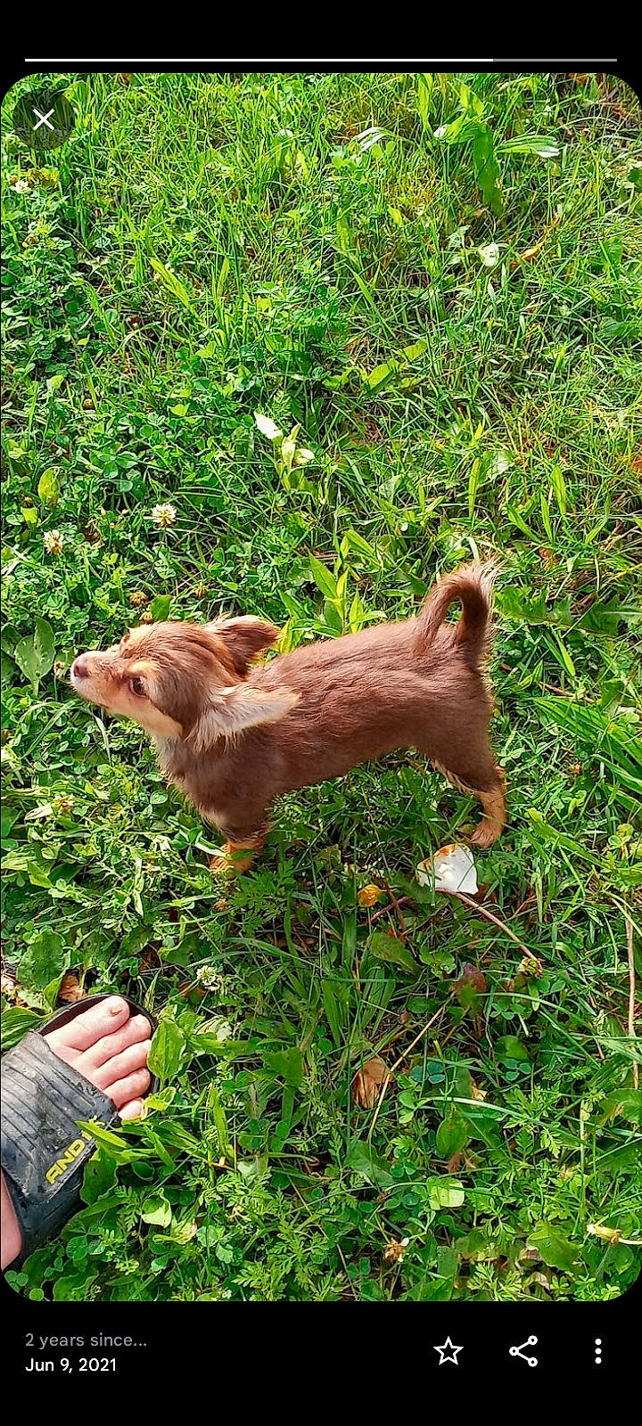 Star is registered to the contest to win money with this photo: canidae, carnivore, companion_dog, dog, dog_breed, fawn, felidae, fur, grass, groundcover, liver, people_in_nature, plant, puppy, rodent, small_to_medium_sized_cats, sporting_group, tail, terrestrial_animal, wildlife