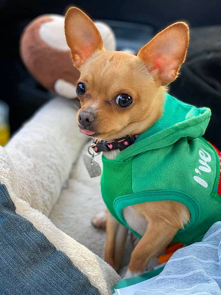 Rockett is registered to the contest to win money with this photo: canidae, carnivore, chihuahua, companion_dog, corgi_chihuahua, dog, dog_breed, dog_clothes, ear, english_toy_terrier, fawn, mammal, prazsky_krysarik, puppy, russkiy_toy, snout, toy_dog, toy_fox_terrier, vertebrate