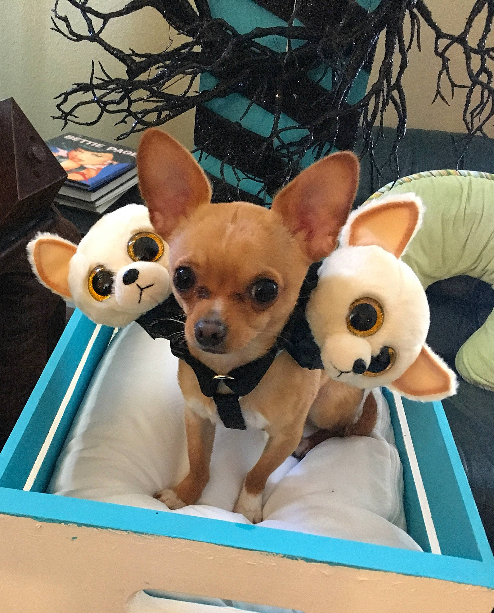 Rockett is registered to the contest to win money with this photo: ancient_dog_breeds, canidae, carnivore, chihuahua, companion_dog, dog, dog_breed, ear, english_toy_terrier, fawn, mammal, puppy, russkiy_toy, snout, toy_dog, vertebrate
