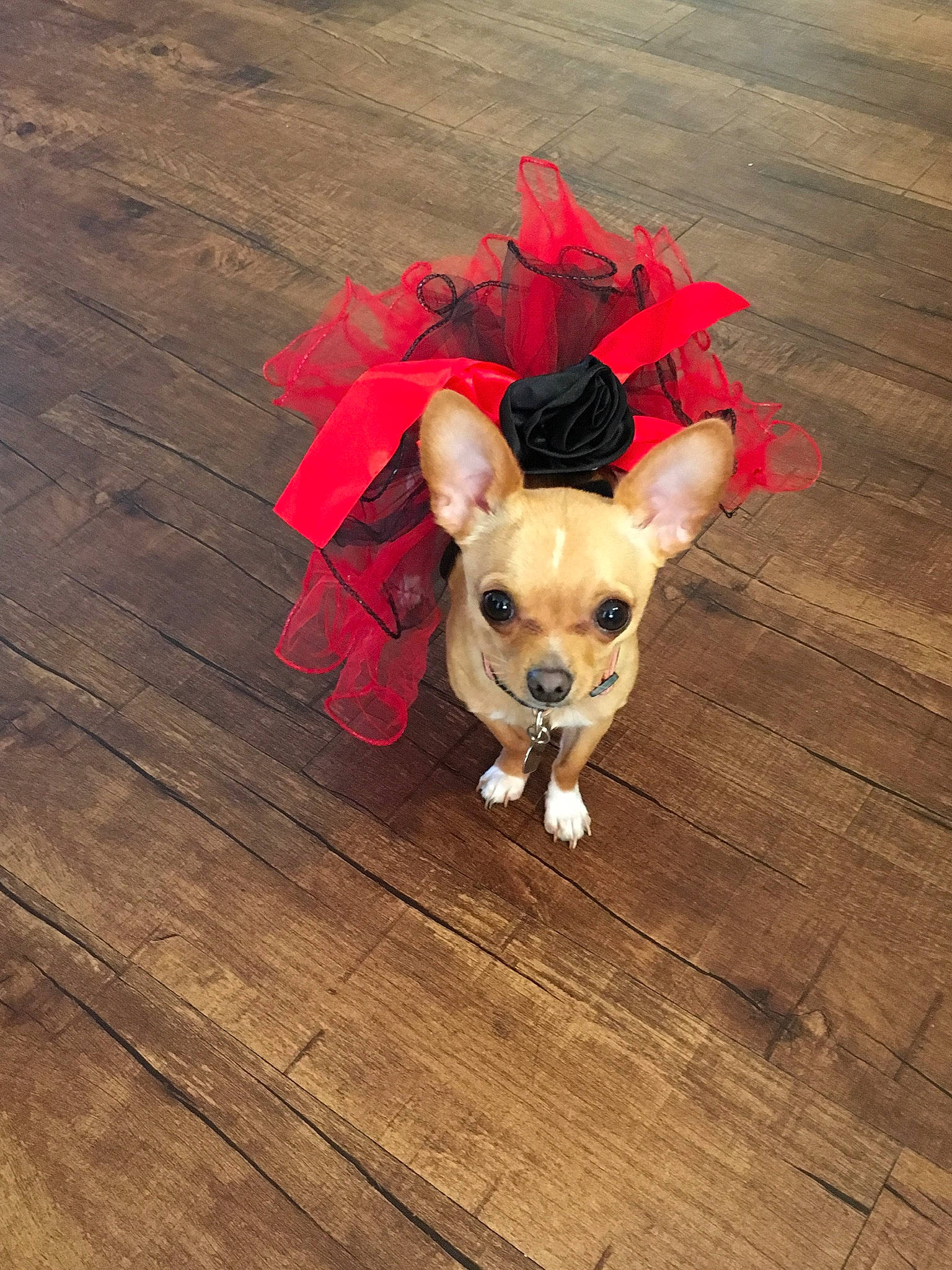 Rockett joined the competition — help win amazing prizes! canidae, carnivore, chihuahua, companion_dog, dog, dog_breed, dog_clothes, fawn, flooring, french_bulldog, hardwood, mammal, non_sporting_group, puppy, snout, sporting_group, toy_dog