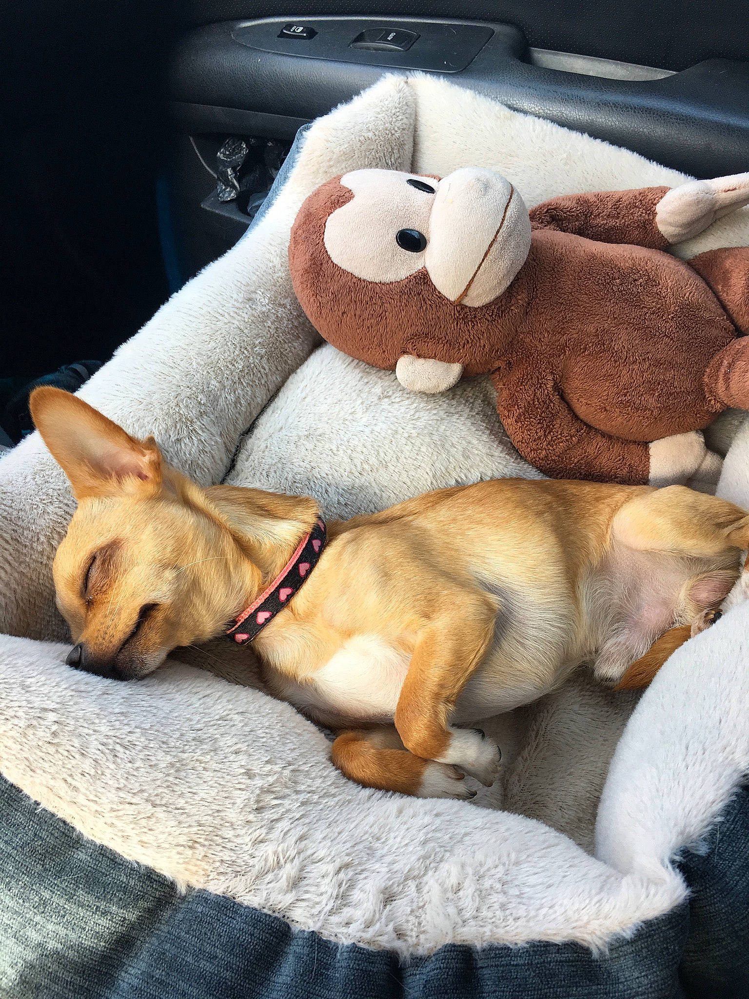 Rockett is registered to the contest to win money with this photo: canidae, carnivore, companion_dog, dog, dog_breed, ear, fawn, french_bulldog, linens, nap, paw, plush, puppy, puppy_love, sleep, snout, stuffed_toy, teddy_bear, toy