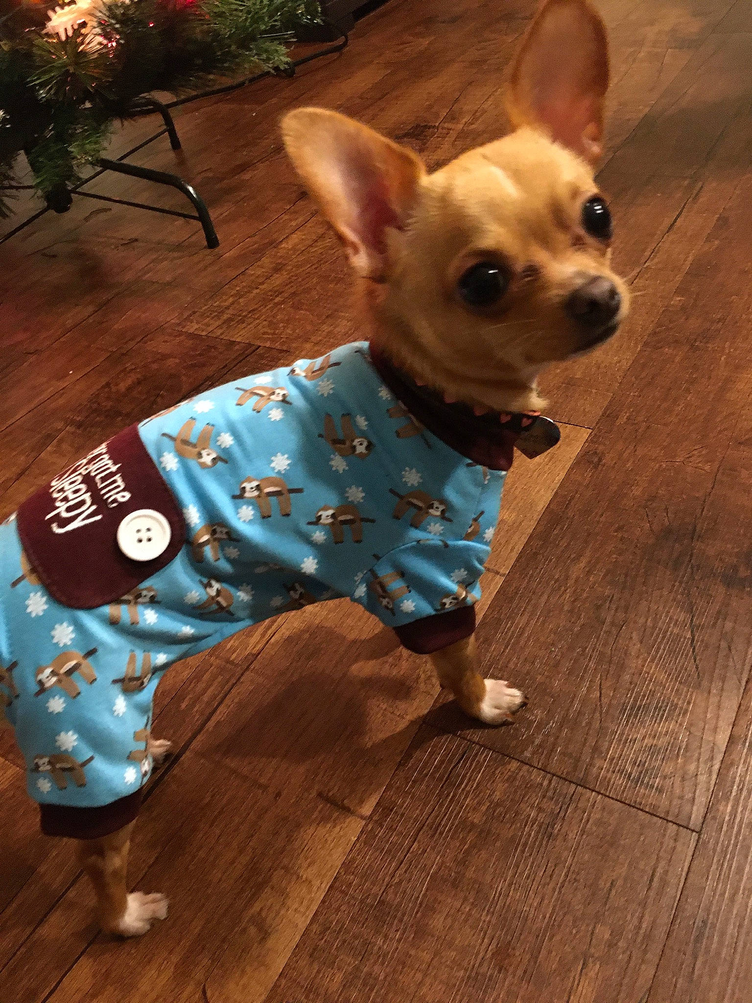 Rockett joined the competition — help win amazing prizes! canidae, carnivore, chihuahua, companion_dog, corgi_chihuahua, dog, dog_breed, dog_clothes, fawn, mammal, miniature_fox_terrier, puppy, snout, tail, toy_dog