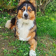 Ulka participe au concours pour gagner de l'argent avec cette photo : dog, outdoor, grass, greenery, bushes, pet, animal, canine, fur, ears, eyes, nature, collar, paw, resting, muzzle, portrait, summer, sunlight, garden