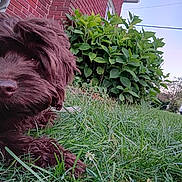 Hershey is registered to the contest to win money with this photo: dog, brown_dog, grass, shrubbery, brick_wall, outdoor, pet, canine, fur, close_up, nature, suburban, greenery, animal, snout, paw, relaxed, curious, daytime, sky