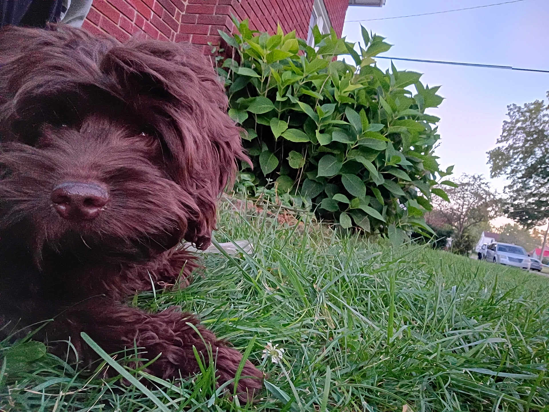 Hershey is registered to the contest to win money with this photo: dog, brown_dog, grass, shrubbery, brick_wall, outdoor, pet, canine, fur, close_up, nature, suburban, greenery, animal, snout, paw, relaxed, curious, daytime, sky