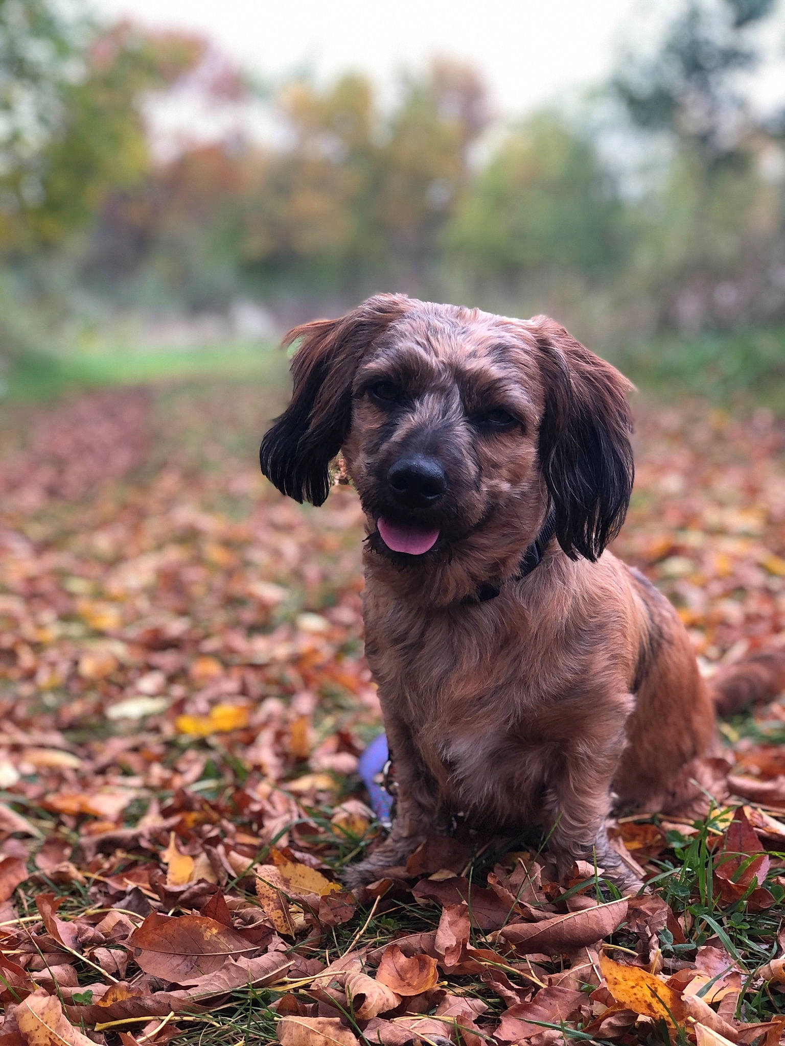 Jewel joined the competition — help win amazing prizes! canidae, carnivore, companion_dog, dog, dog_breed, fawn, forest, fur, grass, gun_dog, liver, plant, retriever, snout, soil, spaniel, terrestrial_animal, tree, wood, working_animal