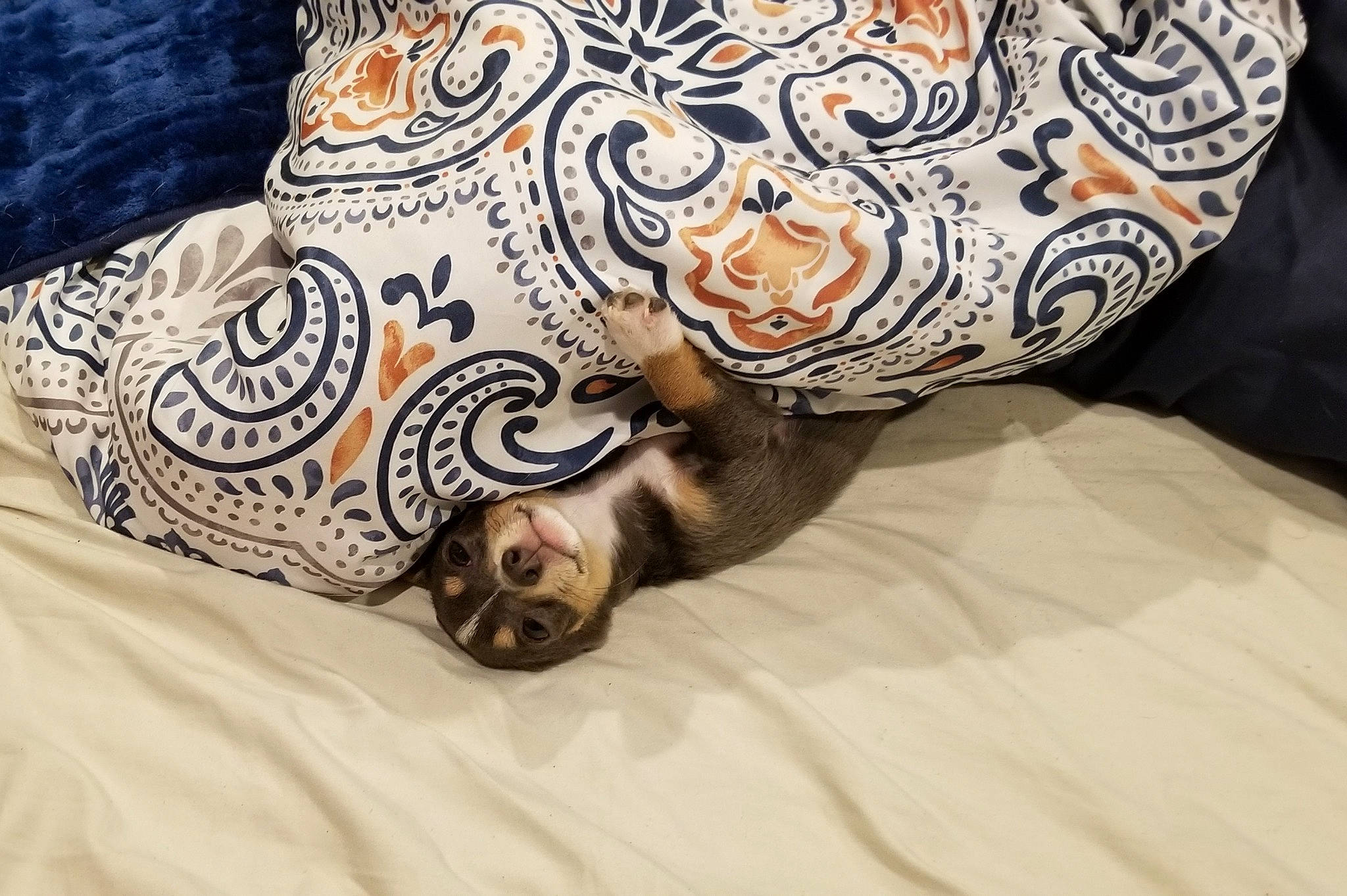 Sterling is registered to the contest to win money with this photo: art, bedding, child, comfort, couch, felidae, finger, flooring, foot, fur, hand, human_leg, linens, nail, pattern, plant, porcelain, sleeve, textile, wrist