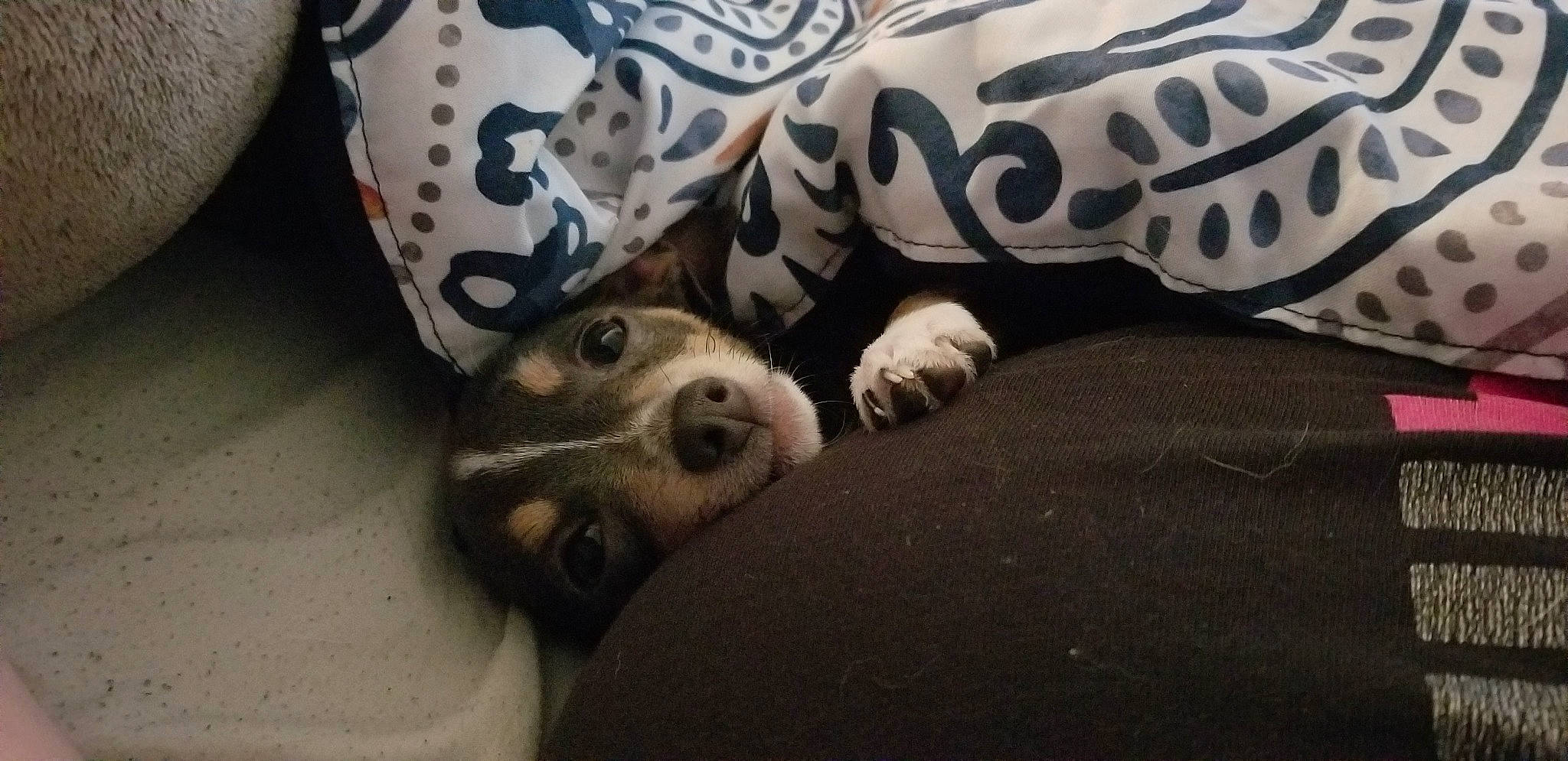 Sterling is registered to the contest to win money with this photo: canidae, carnivore, comfort, companion_dog, dog, dog_breed, fawn, felidae, fur, grey, linens, mammal, nap, non_sporting_group, pattern, paw, snout, sporting_group, terrestrial_animal, whiskers