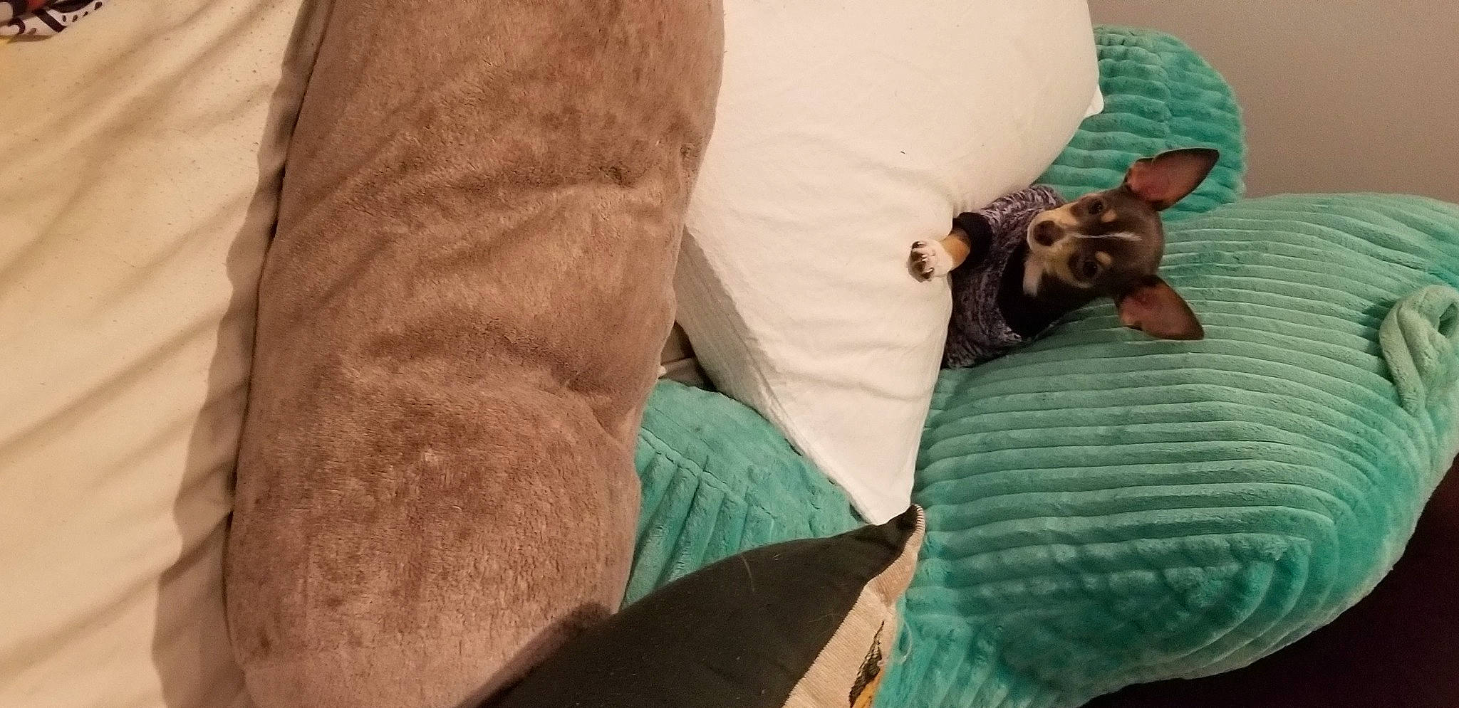 Sterling is registered to the contest to win money with this photo: bedding, canidae, carnivore, comfort, companion_dog, couch, dog, dog_breed, fawn, felidae, fur, human_leg, linens, pillow, small_to_medium_sized_cats, sporting_group, thigh, throw_pillow, toy_dog, working_animal