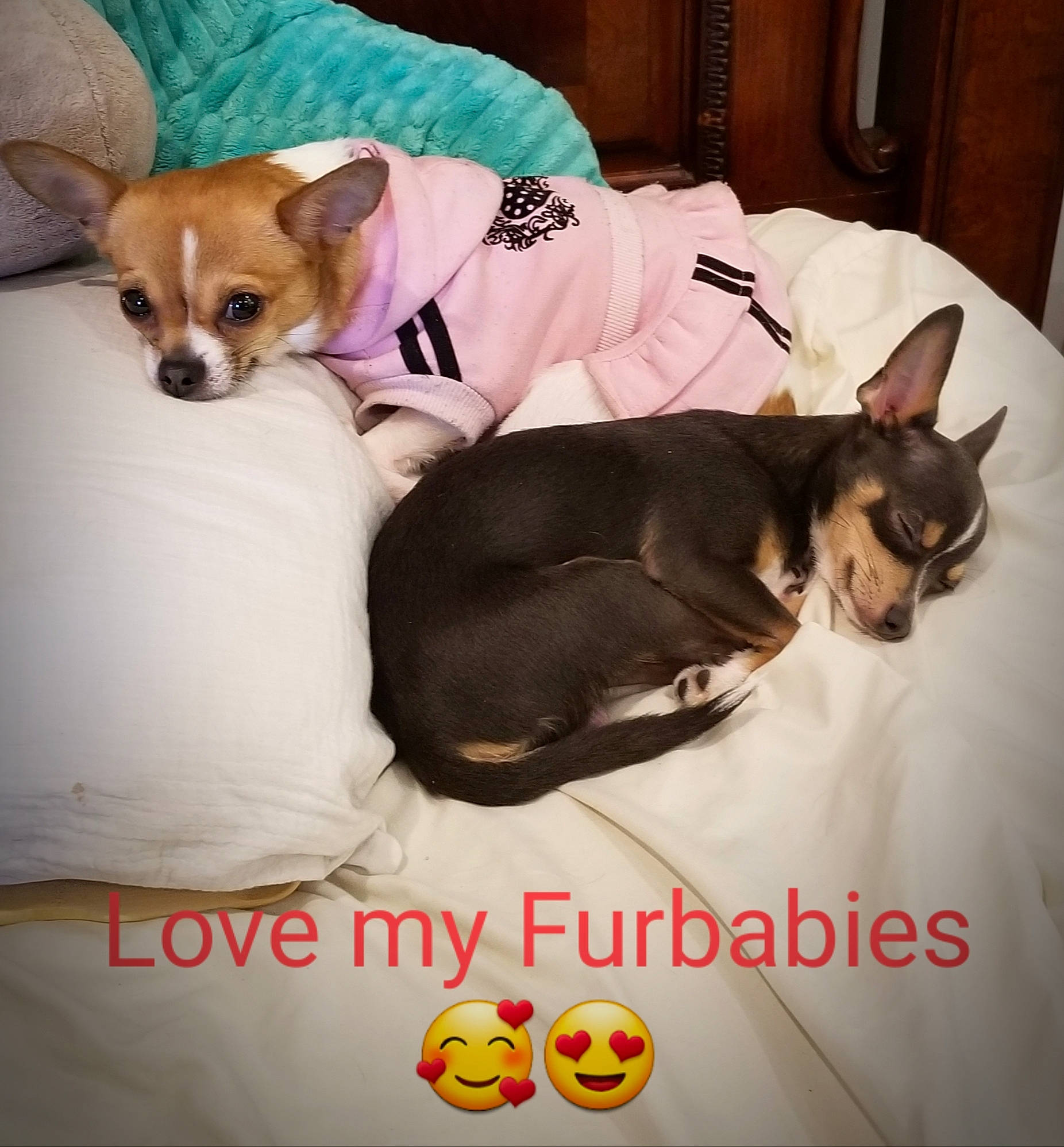 Sterling is registered to the contest to win money with this photo: canidae, carnivore, chihuahua, comfort, companion_dog, dog, dog_bed, dog_breed, dog_supply, ear, fawn, linens, paw, pet_supply, photo_caption, russkiy_toy, snout, sporting_group, toy_dog, working_animal