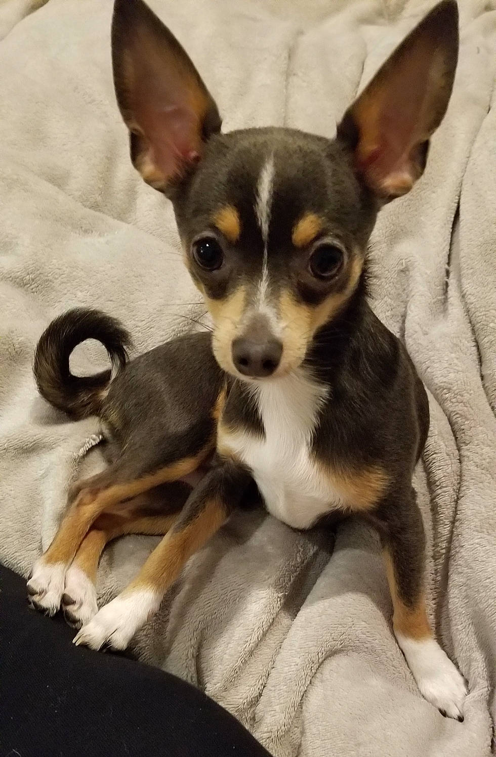 Sterling joined the competition — help win amazing prizes! canidae, carnivore, chihuahua, comfort, companion_dog, corgi_chihuahua, dog, dog_breed, ear, fawn, fur, prazsky_krysarik, russkiy_toy, small_terrier, snout, sporting_group, terrier, toy_dog, whiskers, working_animal