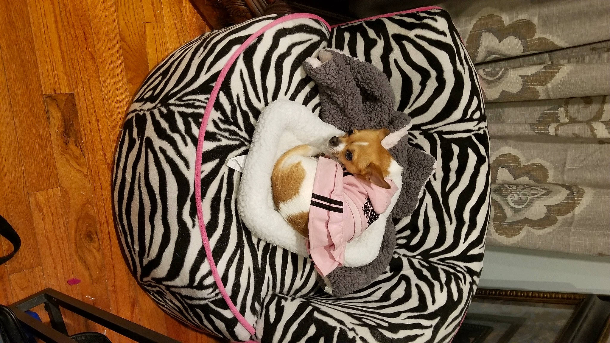 Sadie joined the competition — help win amazing prizes! bengal_tiger, big_cats, comfort, eye, eyelash, fawn, felidae, fur, hair, head, headgear, human_body, neck, organism, pattern, sleeve, snout, terrestrial_animal, toy, whiskers