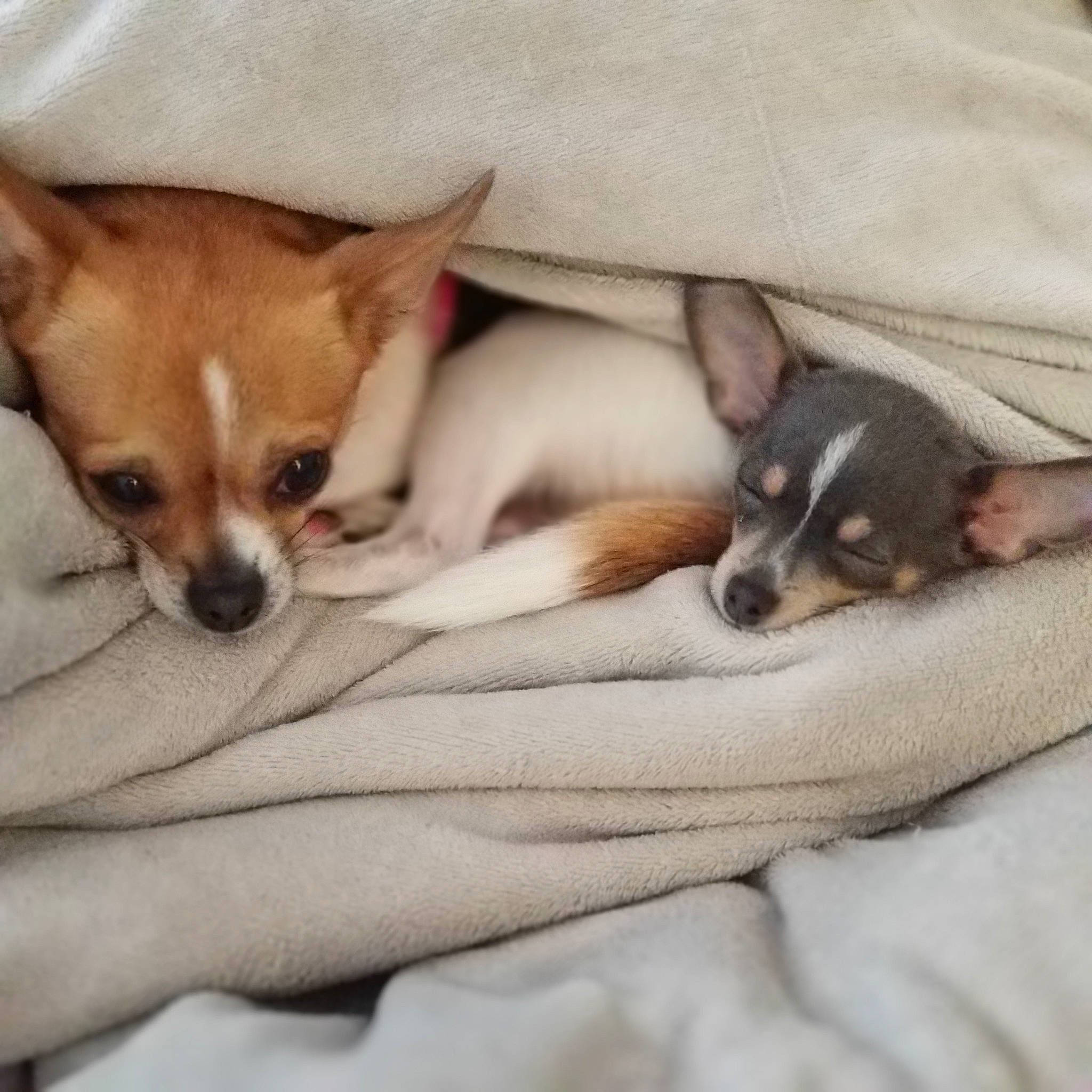 Sadie joined the competition — help win amazing prizes! carnivore, chihuahua, clock, comfort, companion_dog, dog, dog_bed, dog_breed, dog_supply, fawn, felidae, fur, linens, nap, paw, puppy_love, sporting_group, terrestrial_animal, toy_dog, whiskers