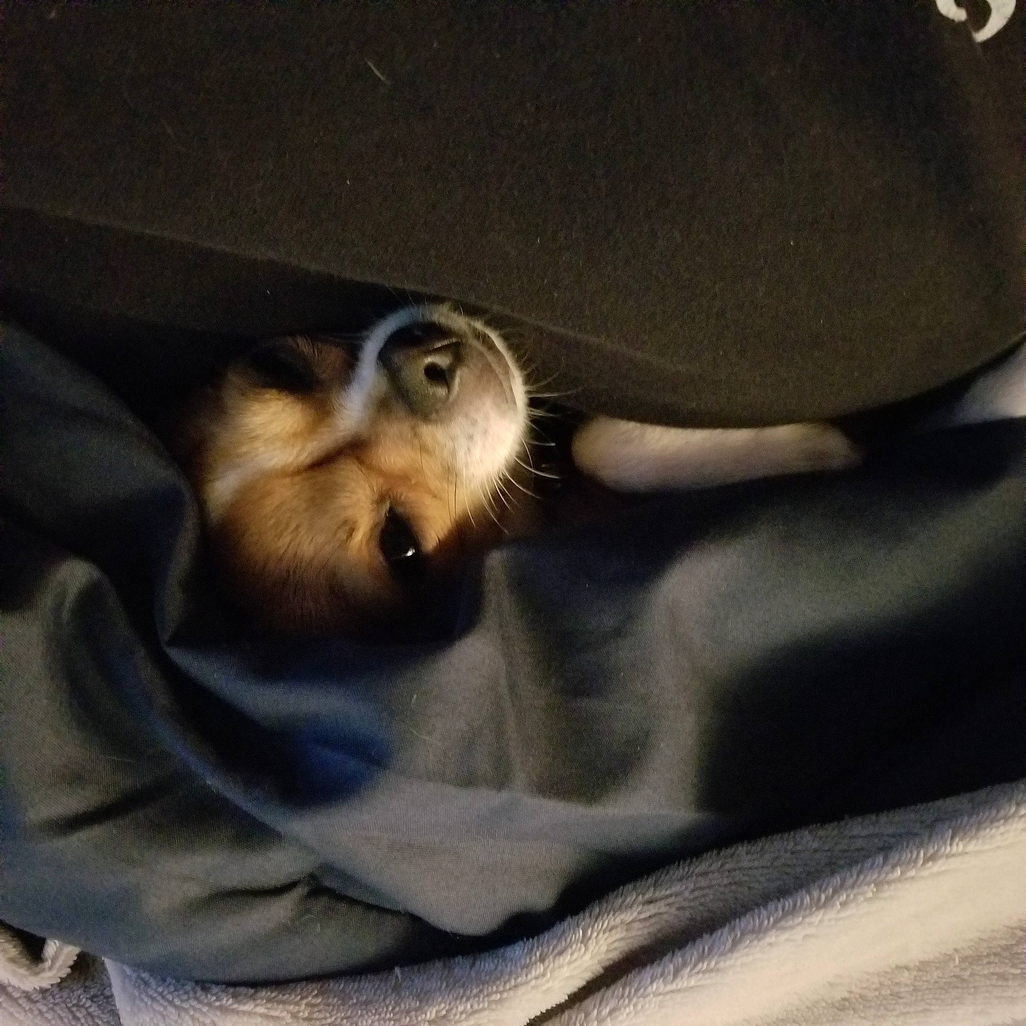 Sadie is registered to the contest to win money with this photo: canidae, carnivore, claw, comfort, companion_dog, dog, dog_breed, domestic_short_haired_cat, fawn, felidae, fur, linens, nap, paw, small_to_medium_sized_cats, snout, sporting_group, tail, toy_dog, whiskers