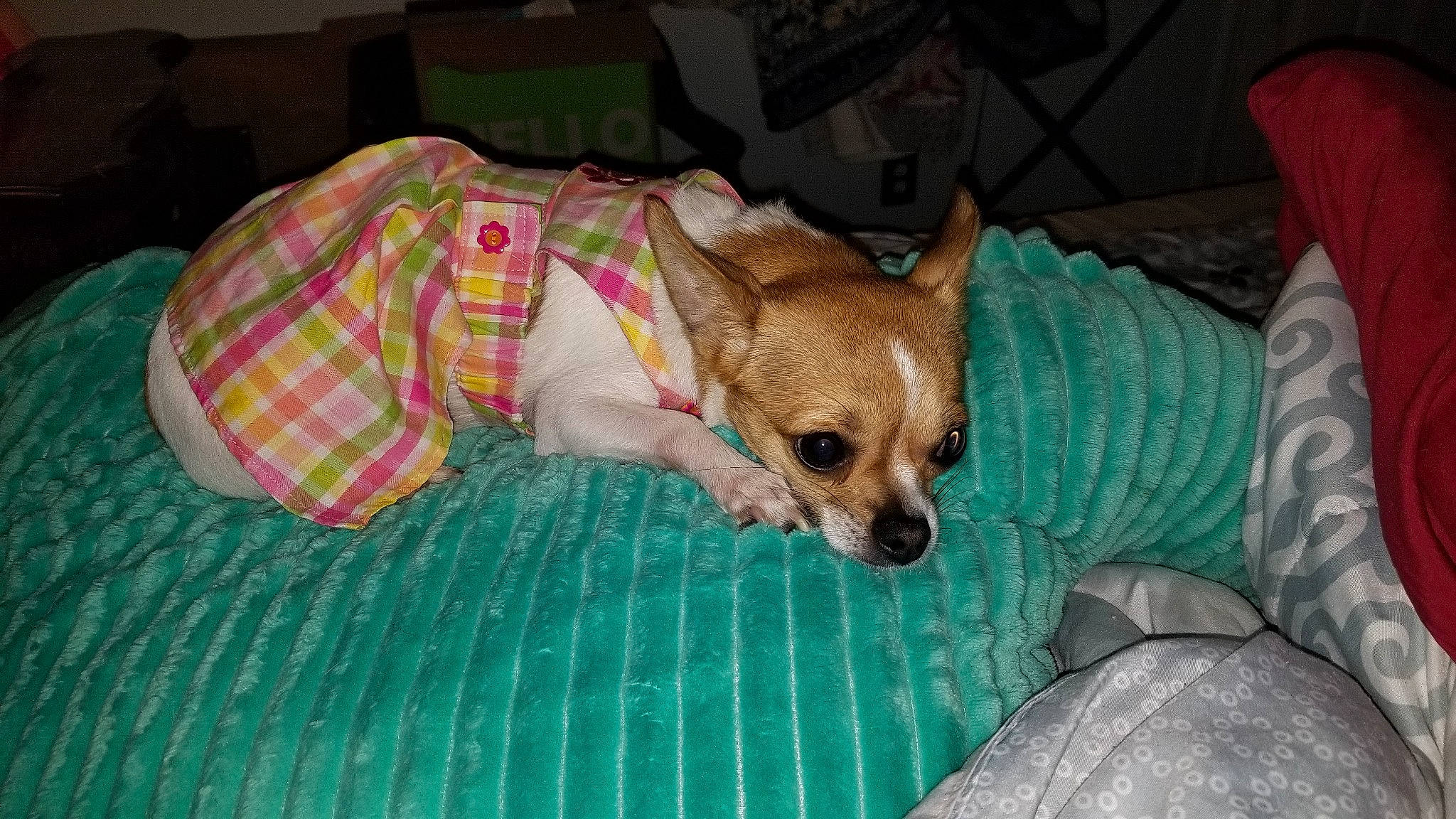 Sadie joined the competition — help win amazing prizes! canidae, carnivore, chihuahua, companion_dog, corgi_chihuahua, couch, dog, dog_breed, dog_clothes, dog_supply, fawn, fur, pattern, paw, snout, sporting_group, terrestrial_animal, toy_dog, whiskers, working_animal