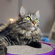 Princess is registered to the contest to win money with this photo: tabby_cat, green_eyes, fluffy_fur, scratching_pad, purple, indoor, pet, feline, whiskers, close_up, relaxed, animal, cute, domestic_cat, portrait, soft_focus, cozy, laying_down, looking_away, household