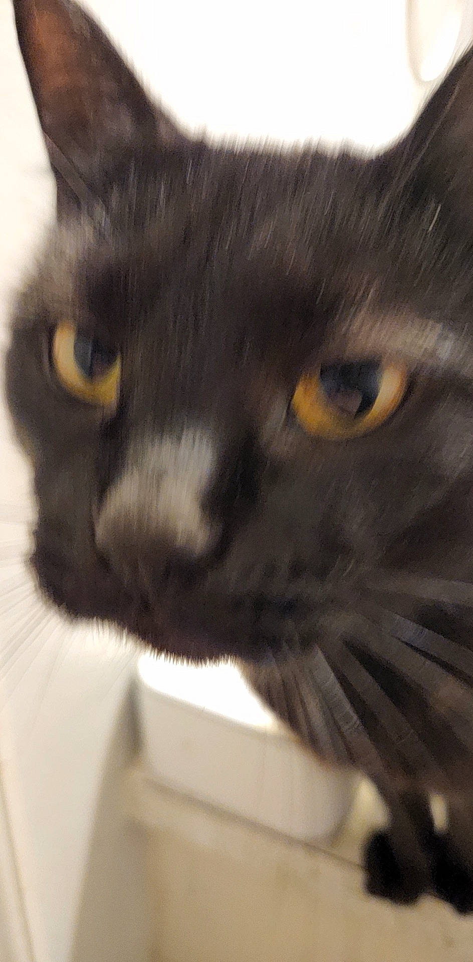 Gonji is registered to the contest to win money with this photo: black_cat, carnivore, cat, domestic_short_haired_cat, felidae, fur, mammal, small_to_medium_sized_cats, snout, terrestrial_animal, whiskers, window