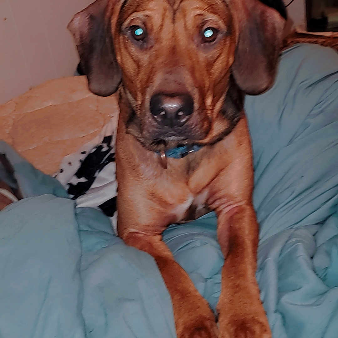 Bandit joined the competition — help win amazing prizes! animal, beagle, blanket, boxer, bulldog, canine, couch, cushion, dog, furniture, greatdane, homedecor, hound, labradorretriever, pet, pitbull, pointer, puppy, snout, terrier
