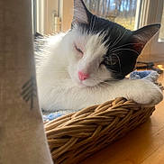 Suzie participe au concours pour gagner de l'argent avec cette photo : cat, black_and_white, basket, window, sunlight, sleepy, pet, fur, whiskers, pink_nose, wooden_surface, relaxed, indoor, cozy, resting, animal, domestic_cat, closeup, soft_light, curtain