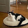 cat, black_and_white, pet_bed, woven_ottoman, wooden_floor, indoor, cozy, relaxed, feline, fur, animal, household, resting, cute, domestic, sitting, living_room, calm, comfort, home