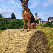 Orka participe au concours pour gagner de l'argent avec cette photo : dog, hay_bale, countryside, outdoor, rural, village, church, sky, clouds, grass, field, portrait, sitting, tongue_out, collar, brown_dog, black_dog, summer, landscape, animals