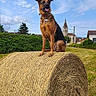 dog, hay_bale, countryside, outdoor, rural, village, church, sky, clouds, grass, field, portrait, sitting, tongue_out, collar, brown_dog, black_dog, summer, landscape, animals