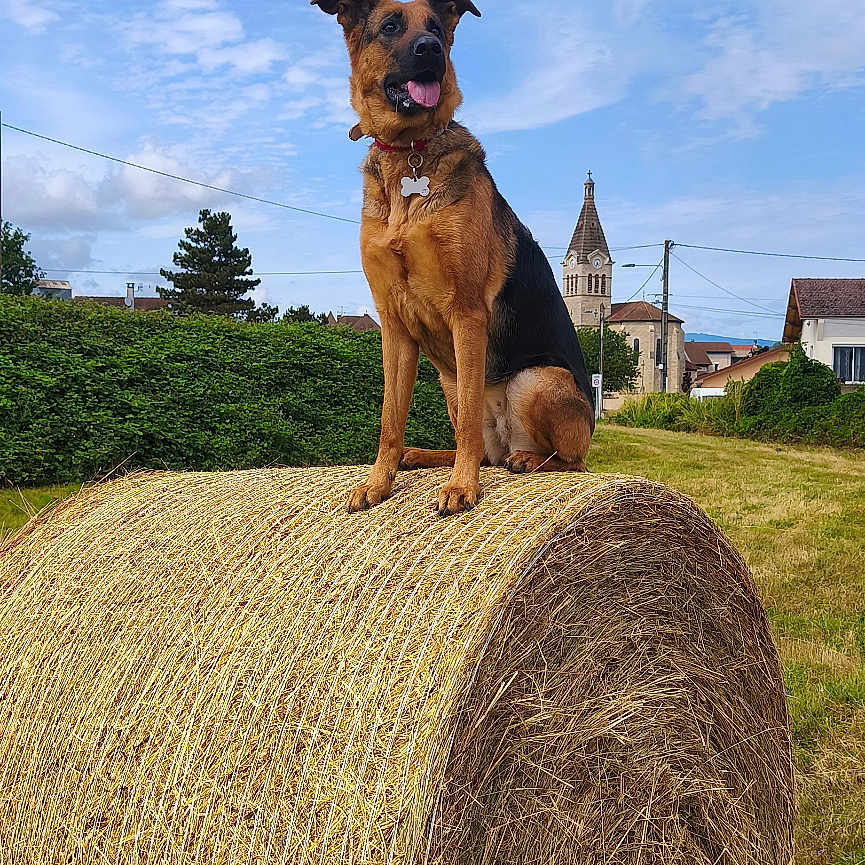 Orka participe au concours pour gagner de l'argent avec cette photo : dog, hay_bale, countryside, outdoor, rural, village, church, sky, clouds, grass, field, portrait, sitting, tongue_out, collar, brown_dog, black_dog, summer, landscape, animals