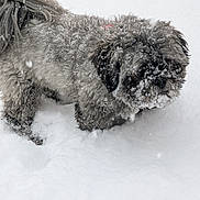 Taz Tackett joined the competition — help win amazing prizes! dog, snow, winter, outdoor, animal, pet, fluffy, fur, curious, cold, snowflakes, nature, canine, cute, small_dog, frozen, white_background, winter_climate, playful, adorable