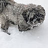 dog, snow, winter, outdoor, animal, pet, fluffy, fur, curious, cold, snowflakes, nature, canine, cute, small_dog, frozen, white_background, winter_climate, playful, adorable