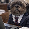 Taz Tackett is registered to the contest to win money with this photo: dog, business_suit, tie, laptop, desk, pen, papers, office, cute, fluffy, portrait, indoor, working, professional, animal, pet, business, serious, formal, canine
