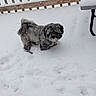 Taz Tackett is registered to the contest to win money with this photo: dog, snow, outdoor, winter, pet, fluffy, deck, wooden_railing, table, cold, animal, curious, fur, walking, playful, daylight, footprints, nature, canine, snowfall